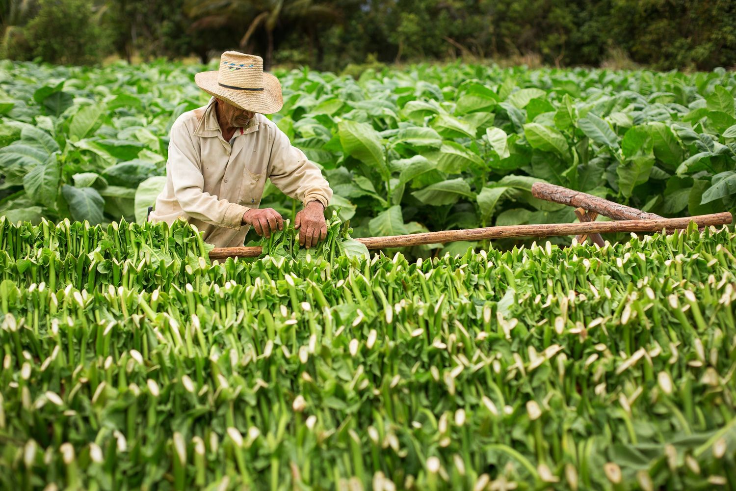 A farmer in a straw hat harvesting tobacco plants in a lush green field, showcasing origins of products at Tobacco Shop Houston.