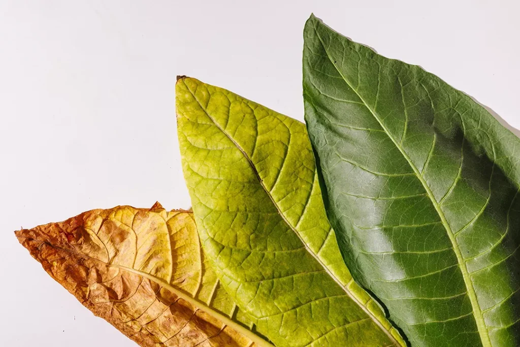 Fresh and dried tobacco leaves in green and brown, perfect for a Tobacco Shop Houston blog highlight.