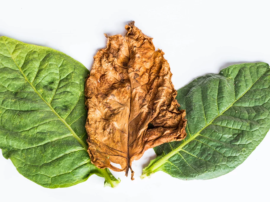 Fresh and dried tobacco leaves on a white background, featured by a tobacco store Houston.
