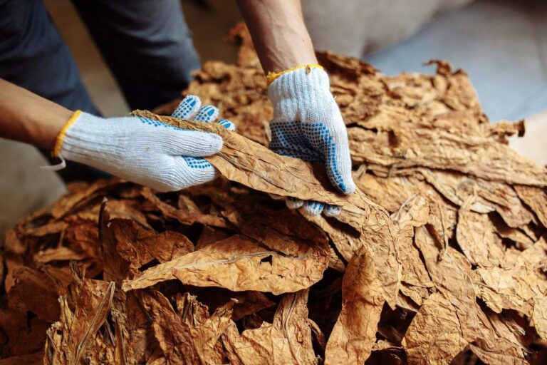 Hands in gloves handling dried tobacco leaves, showcasing quality products at a tobacco shop in Broken Arrow.