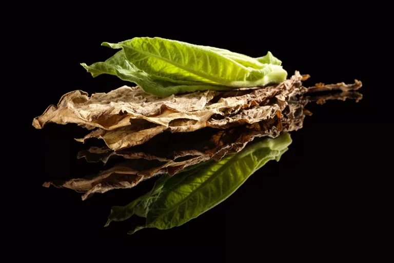 Fresh and dried tobacco leaves with reflection, ideal for a Tobacco Shop Houston blog promotion.