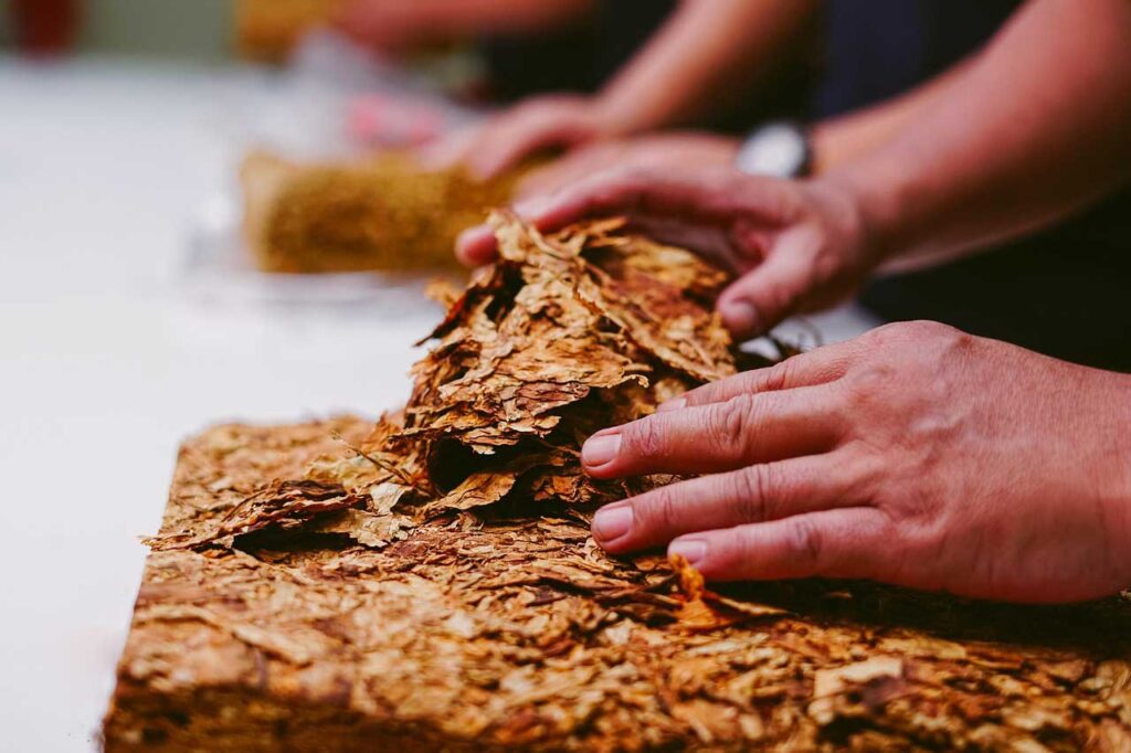 Worker's hands sorting and preparing large leaves of dried tobacco, the foundation of quality found at any tobacco store broken arrow.