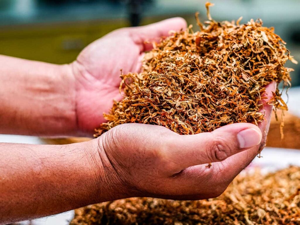 Hands holding rich tobacco leaves at a trusted tobacco shop in Broken Arrow, highlighting the quality of premium smoking materials.