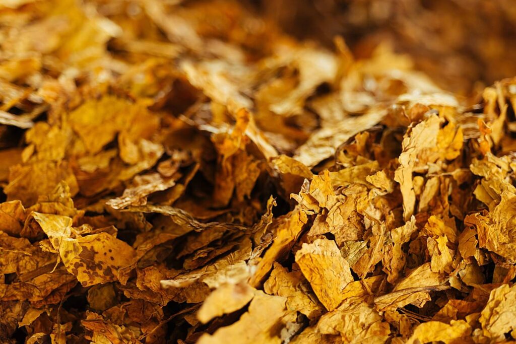 Macro view of premium loose leaf tobacco available at a tobacco shop Houston featuring rich textures and golden hues.