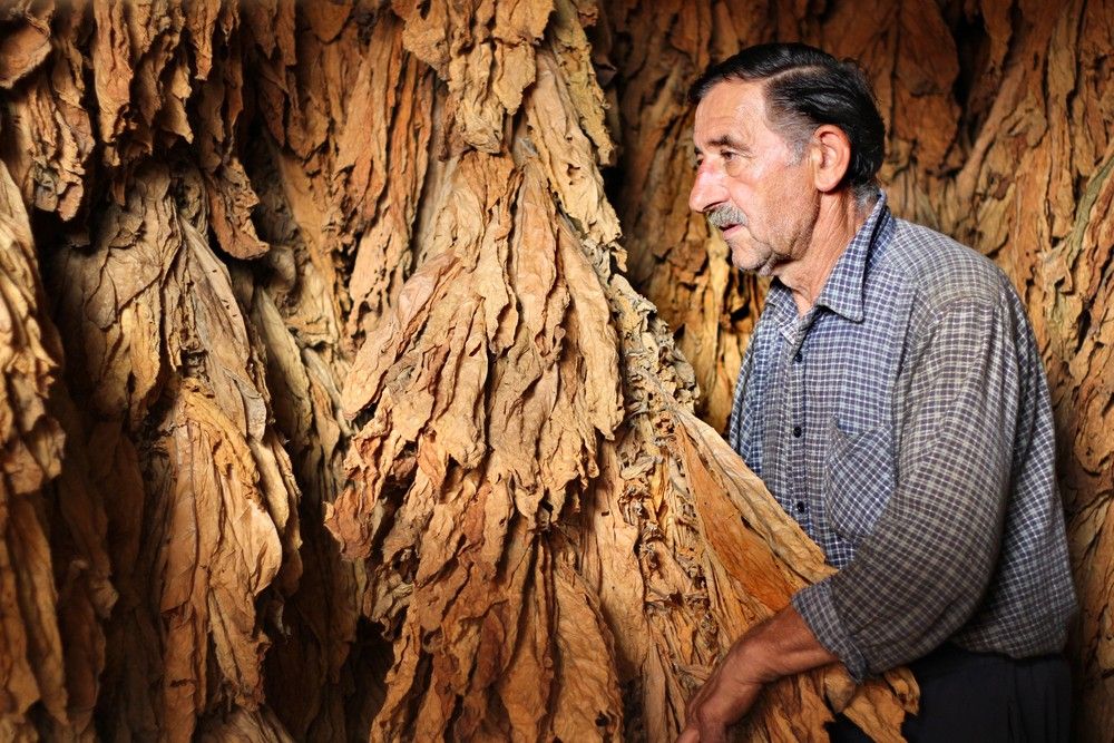Expert farmer inspects large bunches of dried tobacco leaves, grown for fine products at our tobacco shop Sapulpa.