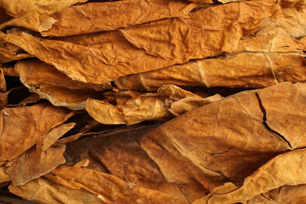 Rich, golden-brown cured tobacco leaves on display, sourced directly for the best tobacco store sapulpa.