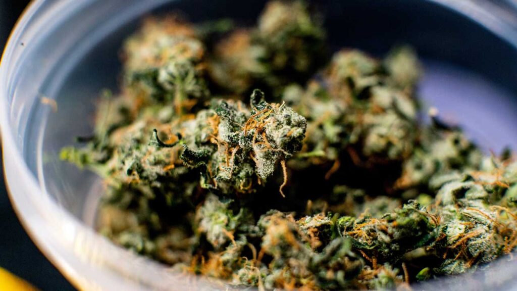 Fresh green cannabis buds inside a clear container at a delta 8 store Tulsa residents trust for hemp flower.