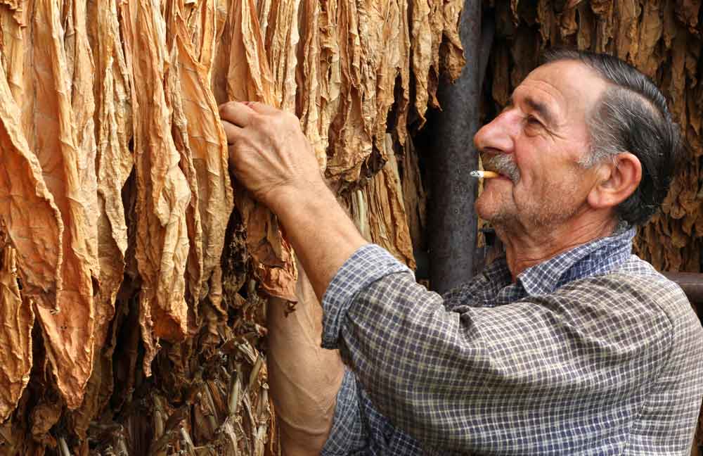 A man inspects air-cured tobacco leaves, showcasing traditional flavors sourced by a premium vape store in Houston.